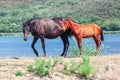 Wild horses mother and child