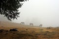 Wild horses on the mountain Royalty Free Stock Photo