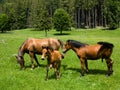Wild horses in mountain Royalty Free Stock Photo