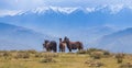 Wild horses in the mountains Royalty Free Stock Photo