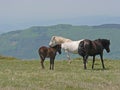 Wild horses in the mountains.