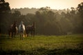 Wild horses in the mountains at sunrise Royalty Free Stock Photo