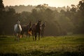 Wild horses in the mountains at sunrise 2 Royalty Free Stock Photo