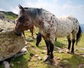 Wild horses on mountains Royalty Free Stock Photo