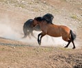 Wild Horses / Mustang Stallions fighting in the Pryor Mountains Wild Horse Range on the state border of Wyoming and Montana USA Royalty Free Stock Photo