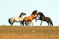 Wild Horses / Mustang Stallions fighting in the Pryor Mountains Wild Horse Range on the state border of Wyoming and Montana USA Royalty Free Stock Photo