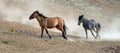 Wild Horse Mustang Stallions running and fighting in the Pryor Mountains Wild Horse Range on the border of Wyoming and Montana USA Royalty Free Stock Photo