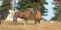 Wild Horses / Mustangs facing off before fighting in the Pryor Mountains Wild Horse Range on border of Wyoming and Montana USA Royalty Free Stock Photo