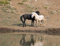 Wild Horses / Mustangs facing off before fighting in the Pryor Mountains Wild Horse Range on border of Wyoming and Montana USA Royalty Free Stock Photo