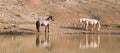 Wild Horses / Mustangs facing off before fighting in the Pryor Mountains Wild Horse Range on border of Wyoming and Montana USA Royalty Free Stock Photo