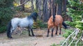 Wild Horses / Mustangs facing off before fighting in the Pryor Mountains Wild Horse Range on border of Wyoming and Montana USA Royalty Free Stock Photo