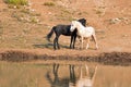 Wild Horses / Mustangs facing off before fighting in the Pryor Mountains Wild Horse Range on border of Wyoming and Montana USA Royalty Free Stock Photo