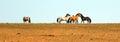 Wild Horses / Mustangs facing off before fighting in the Pryor Mountains Wild Horse Range on border of Wyoming and Montana USA Royalty Free Stock Photo