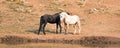 Wild Horses / Mustangs facing off before fighting in the Pryor Mountains Wild Horse Range on border of Wyoming and Montana USA Royalty Free Stock Photo
