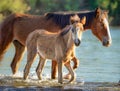 Wild Horses Mustangs in Salt River, Arizona