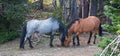 Wild Horses / Mustangs Stallions sniffing a stud pile of manure in the Pryor Mountains Wild Horse Range USA Royalty Free Stock Photo