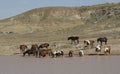 Wild horses or mustangs in Wyoming