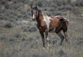 Wild horses or mustangs in Wyoming