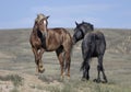 Wild horses or mustangs in Wyoming Royalty Free Stock Photo