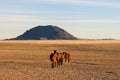 Wild horses of the Namib