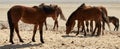 Wild horses in Namib Desert, Namibia Royalty Free Stock Photo