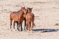 Wild horses of the Namib at Garub Royalty Free Stock Photo