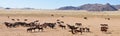 Wild horses of the namib panorama Royalty Free Stock Photo