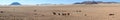 Wild horses of the namib panorama Royalty Free Stock Photo