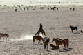 Wild horses of the Namib playing Royalty Free Stock Photo