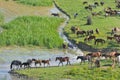 Wild horses in the nature