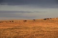 Wild horses, near Porvenir, Patagonia, Chile