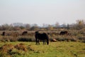 Wild horses in the Netherlands Royalty Free Stock Photo