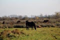 Wild horses in the Netherlands Royalty Free Stock Photo
