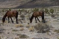 Wild Horses in Nevada Royalty Free Stock Photo