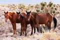 Wild Horses In Nevada Desert Royalty Free Stock Photo