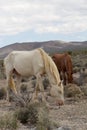 Wild Horses in Nevada Royalty Free Stock Photo