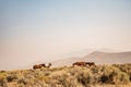 Wild horses in Nevada desert with smoky haze background