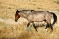 Wild mustang mare in Nevada desert