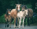 Wild horses in the New Forest Hampshire, England Royalty Free Stock Photo