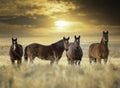 Wild Horses Royalty Free Stock Photo