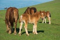 Wild horses in the park of Mount Subasio in Umbria Italy