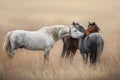 Wild horses on pasture Royalty Free Stock Photo