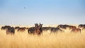 Wild horses on pasture Royalty Free Stock Photo