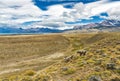 Wild Horses in Patagonian plains under the mountains Royalty Free Stock Photo