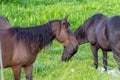 Wild horses at paynes prairie Gainesville. Florida Royalty Free Stock Photo