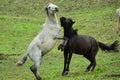 Wild horses playing in a field Royalty Free Stock Photo