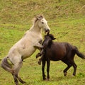 Wild horses playing in a field Royalty Free Stock Photo