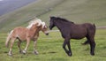 Wild horses playing Royalty Free Stock Photo