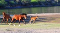 Wild Horses Playing For Fun Running Free Royalty Free Stock Photo