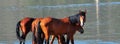 Wild Horses Playing For Fun Running Free Royalty Free Stock Photo